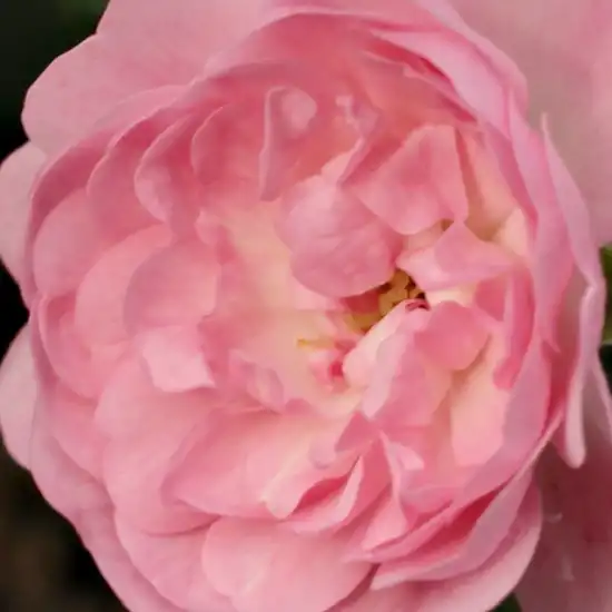 Trandafiri online - Roz - trandafir acoperitor - fără parfum - Rosa The Fairy - Bentall, Ann - Este o plantă îndrăgită pentru spaţii comune, pentru acoperirea terenurilor mai mari, cu flori mărunte, bogate, în grupuri.